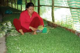 Image result for RAU MẦM CẢI XANH