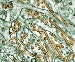 The virus, called influenza a or type a, usually lives in birds, but sometimes infects mammals, including humans. Influenza A Virus Subtype H5n1 Wikipedia