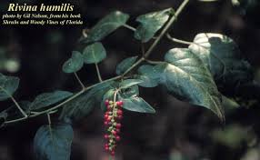 Image result for Lannea humilis