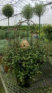 Angel Wine With Wire Arbor Old World Gardens Garden Vines Miniature Garden Lawn And Garden