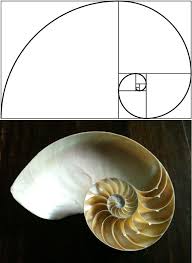 15 Uncanny Examples Of The Golden Ratio In Nature Golden Ratio In Nature Golden Ratio Fibonacci Spiral
