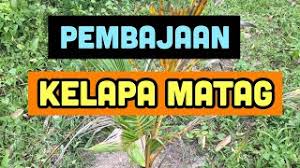 Terasa senak diperutku dihentak oleh balak bapa mertuaku. Kertas Kerja Kelapa Matag Cute766