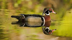 Wallpaper 1920x1080 Px Drake Duck Ducks Wood 1920x1080 Wallbase 1639065 Hd Wallpapers Wallhere Find and download drake wallpaper on hipwallpaper. 1920x1080 px drake duck ducks wood