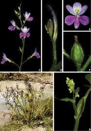 Image result for Monochoria africana