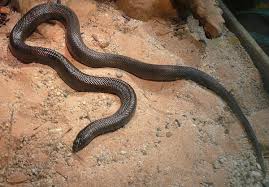 Mole Snake Wikipedia