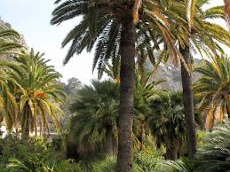 Menton S Parks And Gardens French Moments Landscape Trees Menton French Riviera