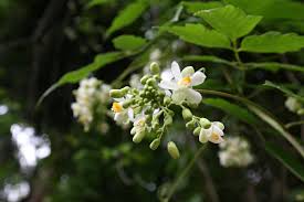 Image result for Cardiospermum grandiflorum