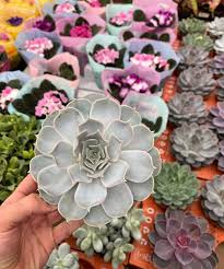 Image result for Orbea umbracula