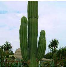 The cacti are ready to move on once they have a proper set of spines and a little girth. Egrow 100pcs Pack Stone Cactus Seeds Succulents Raw Stone Cactus Bonsai Potted Flowers