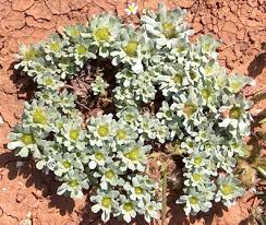 Image result for Vigna pygmaea