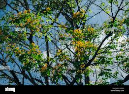 Image result for Pterocarpus megalocarpus