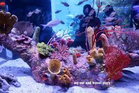 Aquarium bentuk saung / cupang halfmoon murah hoby xyz. Berlebaran Di Jakarta Aquarium Jakarta My Eat And Travel Story