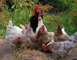 Maybe you would like to learn more about one of these? Home Metode Ternak Ayam Kampung Petelur