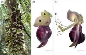 Image result for Memecylon insulare