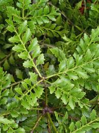 Image result for Phyllocladus trichomanoides