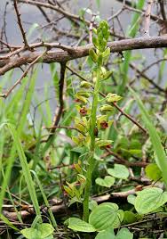 Image result for Eulophia alta