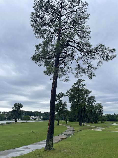 This tree was struck by lightening in a spiral pattern. : r/mildlyinteresting
