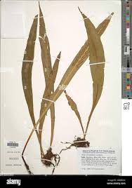 Image result for Loxogramme