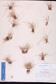 Image result for Eleocharis geniculata
