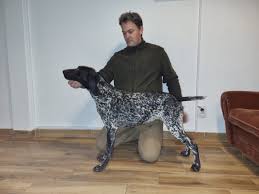 Image result for německý ohař krátkosrstý