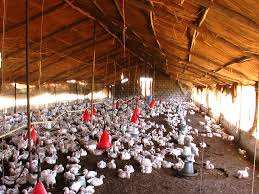 The centre on sunday confirmed bird flu in nine states for poultry birds, reported ani. H5n8 Detected In Crows Bird Flu Alert In Bihar