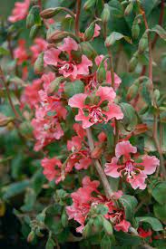 Clarkia Unguiculata Salmon Princess Flower Farm Unusual Plants Plants