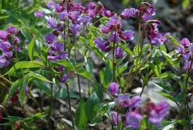 Image result for Lathyrus