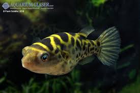 It is known from the lower reaches of the mekong. Dichotomyctere Ocellatus Palembang Kugelfisch My Fish Aus Freude An Der Aquaristik