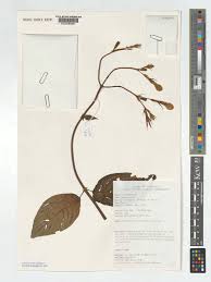 Image result for Mussaenda elegans