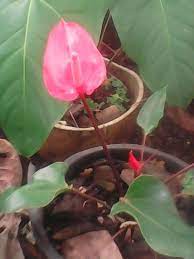 How To Grow Anthurium Plants Anthurium Plant Plants Anthurium