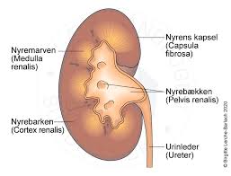 Smerter i siden kan oppstå nokså akutt og betegnes flankesmerter. Akut Nyrebetaendelse Nefrit Patienthandbogen Pa Sundhed Dk