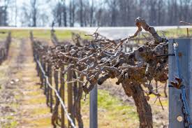 Image result for grape pruning