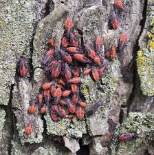 Clover mites are true mites and are very closely related to ticks and spiders. Boxelder Bug Control Methods How To Get Rid Of Boxelder Bugs In Gardens