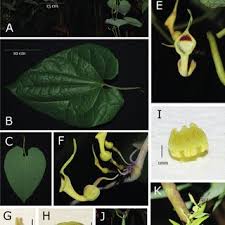 Image result for Aristolochia hockii