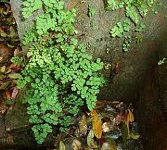 Image result for Adiantum poiretii