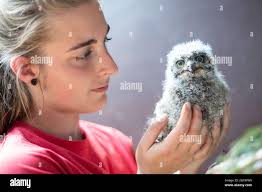 Hellenthal, Germany. 02nd June, 2021. Keeper Jenny Niesters holds an eagle  owl cub in her hands. The animal is one of three eagle owls raised by the  keeper at home, as the