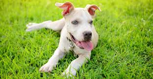 Exotic, all the way up to xxl american bullies. Blue Nose Pitbull Facts Fun Pros And Cons Of A Blue Nosed Pup