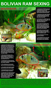 The bolivian ram (mikrogeophagus altispinosus) is one interesting freshwater fish. Bolivian Ram Wiki Fishkeepers Amino Amino