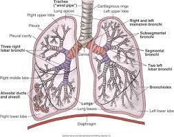 Paramedic Tumblr Respiratory System Anatomy Respiratory System Anatomy And Physiology