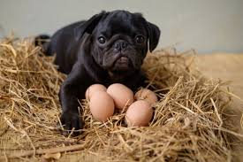 I have had 7 to 10 dogs for the last 8 years. Can Dogs Eat Eggs Info On Raw Cooked And Egg Shells Great Pet Care