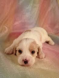 Why are puppies so expensive? Male Cavachon Puppy For Sale Shipping 150