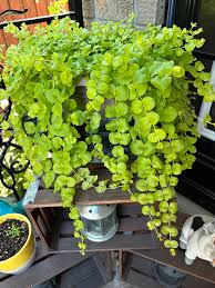 Image result for Bivinia jalbertii