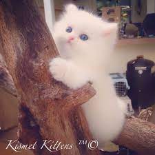 Precious Persian Kitten With Gorgeous Blue Eyes Persiancatdollface Teacup Persian Kittens Persian Cat Doll Face Teacup Kittens For Sale