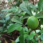 Image result for Rothmannia urcelliformis