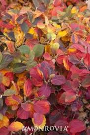 If so, please share your wintering tips. 89 Great Shrubs For Zone 5 6 Ideas Shrubs Plants Garden Shrubs