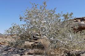 Image result for Boscia albitrunca