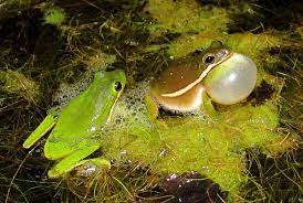 Terrarium gray water tadpoles food treefrog treefrogs species froglets feed. Green Treefrog Care Sheet Reptiles Magazine