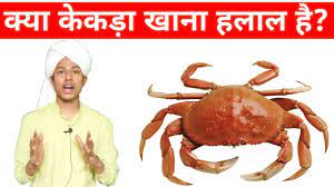 Is eating lobster and shrimp allowed in islam? Kya Kekda Khana Jaiz Hai Kya Kekda Khana Haram Hai Kekda Kya Khate Hai Kekda Kya Hota Hai Youtube