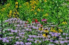 Incredible Edible Wild Plants