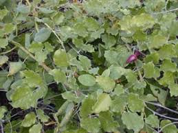 Image result for Canavalia